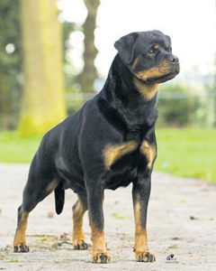 Biggest rottweiler clearance on record