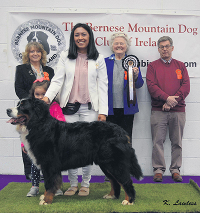 Westminster dog show 2019 bernese sales mountain dog