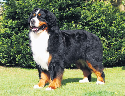 Southern bernese hot sale