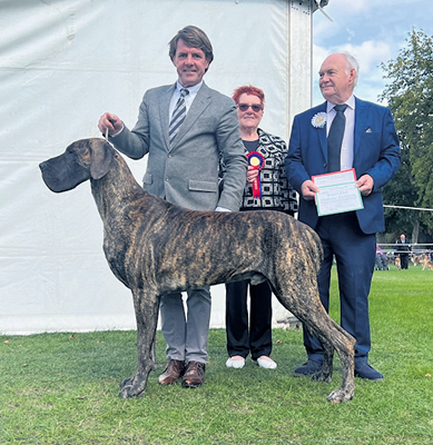 Great dane breeders east hot sale coast