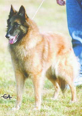 Corsini store belgian shepherds