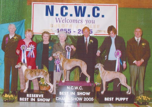 is there a whippet club