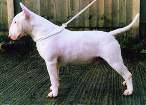 Emred deals bull terriers